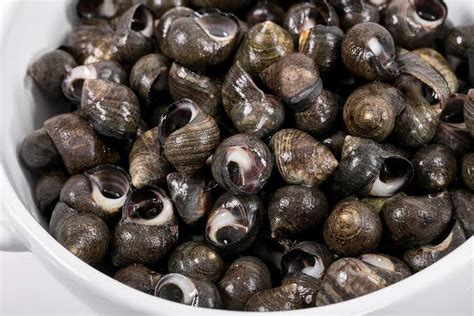 are periwinkles edible.